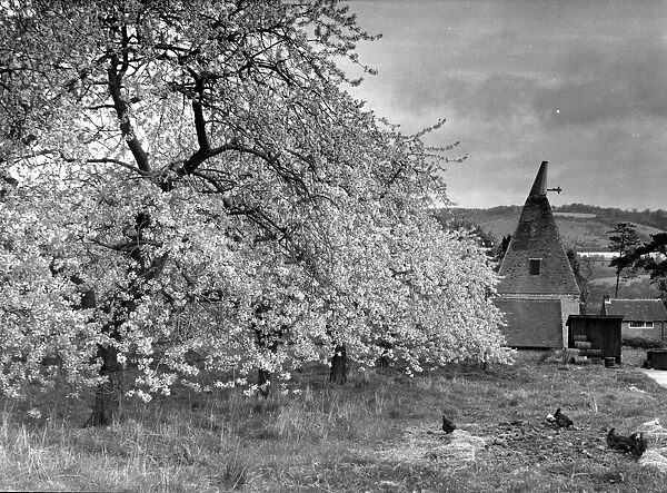 Oast houses surrounded by trees with cherry blossom in Ethe Kent countryside Circa