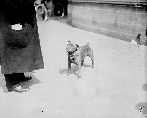 On four occasions this dog has carried dispatches from the Forts at Liege through German