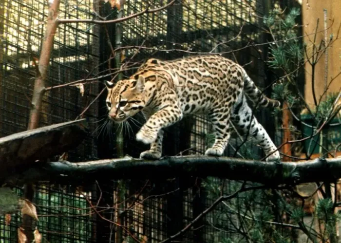 Framed Print : Ocelot at Glasgow zoo endangered species wild cat circa 1994 Framed Print : Ocelot at Glasgow zoo endangered species wild cat circa 1994