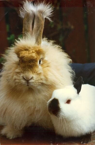 An odd couple - rabbits