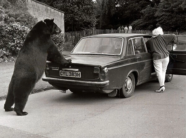 Odin, the 6. 5 foot Canadian black bear who pushes his owners old car