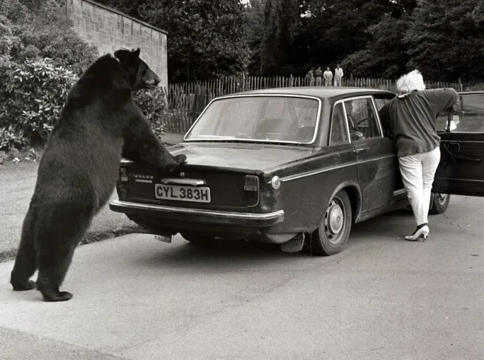 Framed Print : Odin, the 6. 5 foot Canadian black bear who pushes his owners old car