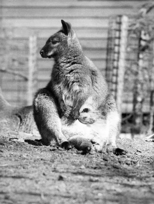 Framed Print : Oh Baby, Its great outside. Roos first glispes of the world from mums pouch Framed Print : Oh Baby, Its great outside. Roos first glispes of the world from mums pouch