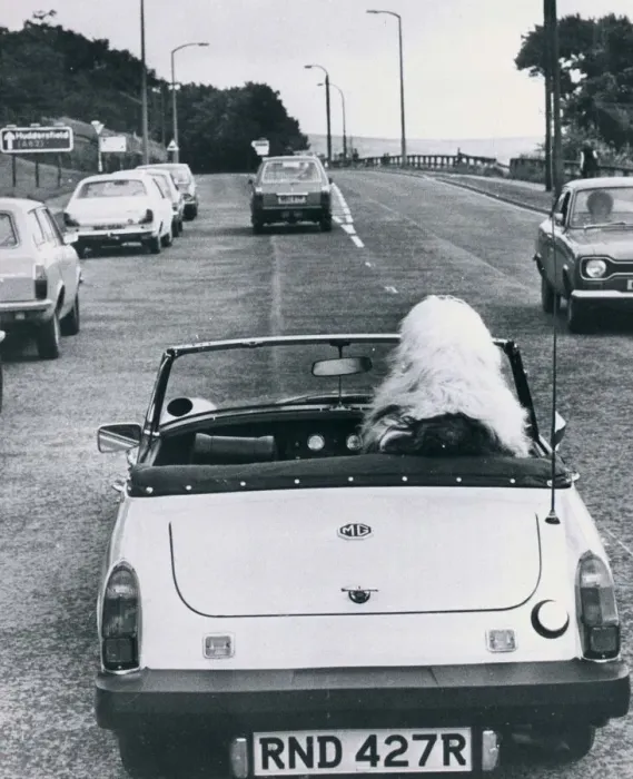 Framed Print : Old English sheep dog dog at steering wheel driving sports car MG Sports car Framed Print : Old English sheep dog dog at steering wheel driving sports car MG Sports car