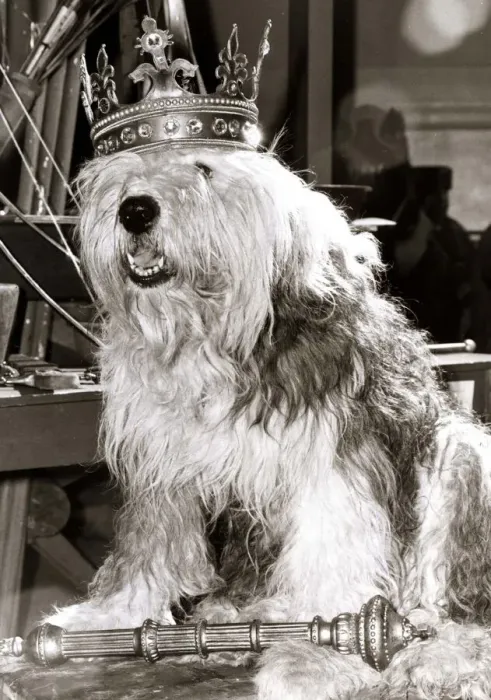Framed Print : An Old English Sheepdog wearing a crown sitting on a throne Framed Print : An Old English Sheepdog wearing a crown sitting on a throne
