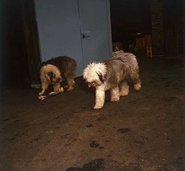 Old English Sheepdogs Knuckles and Copper May 1966
