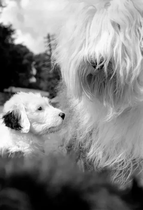Framed Print : Old English Sheepdogs: When you re only seven weeks old Framed Print : Old English Sheepdogs: When you re only seven weeks old