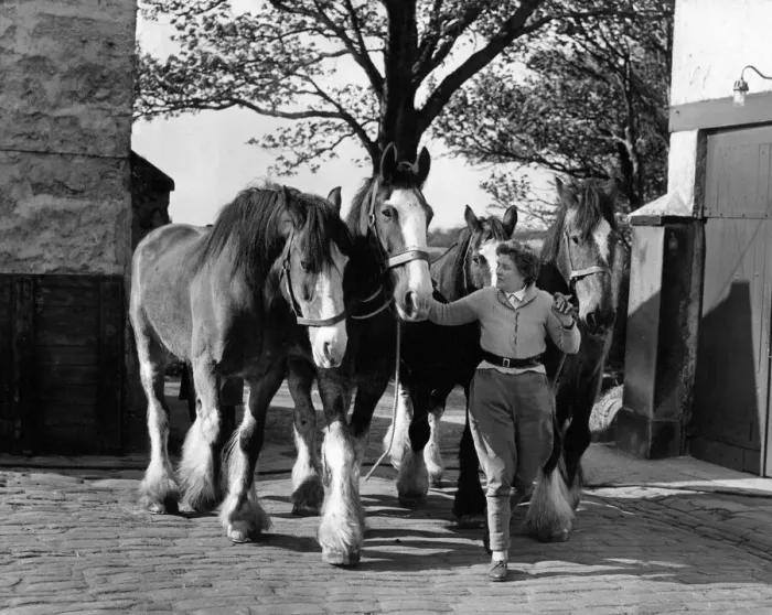 Framed Print : Some old working horses at the Northern Counties Horse Protection Society stables