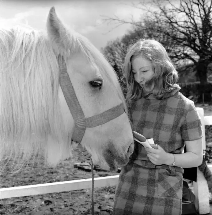 Framed Print : Oldest horse in England seen here being stroked by woman. 1962 C116A-004