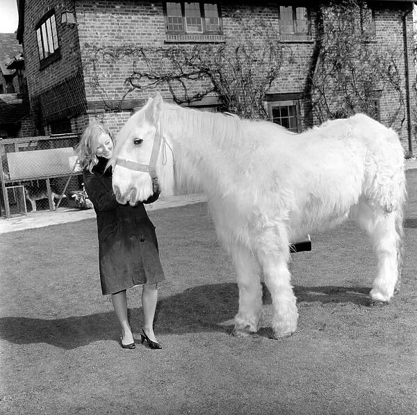 Oldest horse in England seen here being stroked by woman. 1962 C116A-001