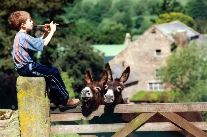 Framed Print : Oliver Jackson, 11, from Hexham plays the penny whistle to the animals in June 1998