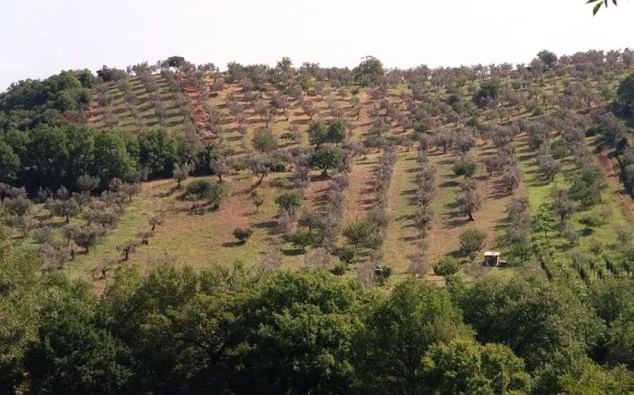 Framed Print : Olives - Olive Groves in the Monte Sabbini area Sixty Miles from Rome Framed Print : Olives - Olive Groves in the Monte Sabbini area Sixty Miles from Rome