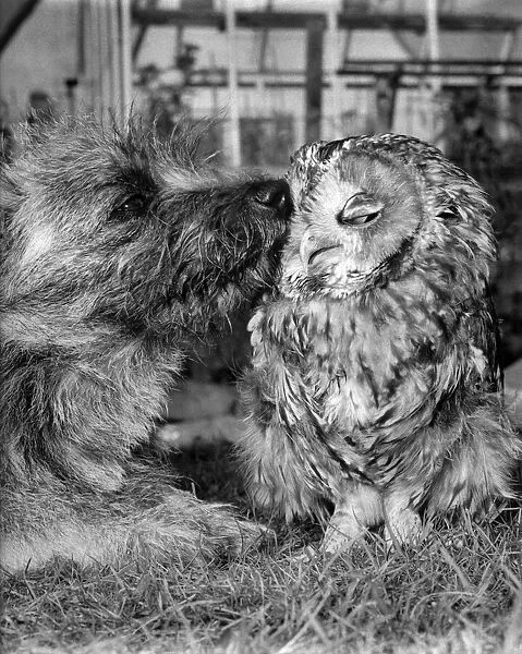 Ollybeak the owl and Mitzi the mongrel thinking things over. October 1965 P007446