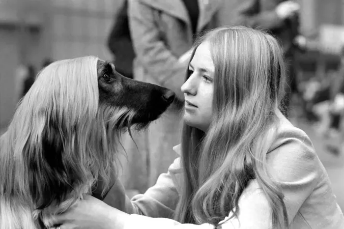 Framed Print : Olympia: Crufts Dog Snow. February 1975 75-00744-002
