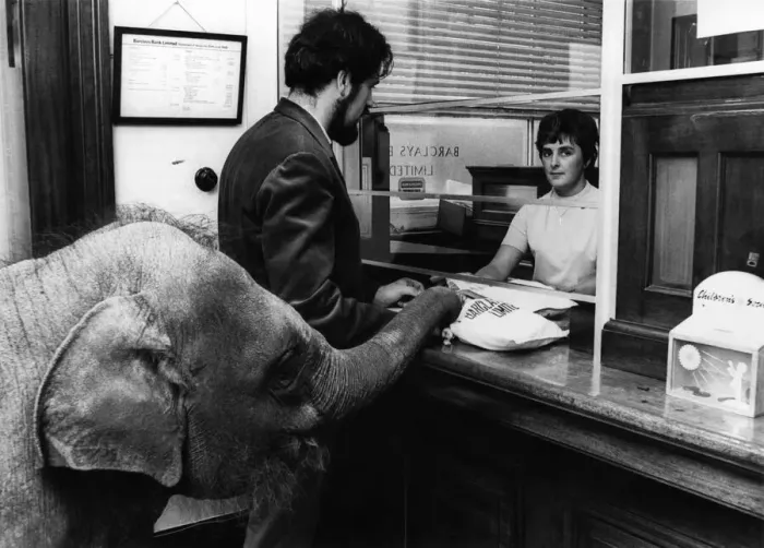 Framed Print : Opening her account at the bank, baby elephant Gosta hands over her money to cashier Framed Print : Opening her account at the bank, baby elephant Gosta hands over her money to cashier