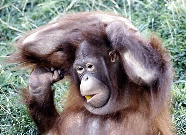 An orang utan at Chester Zoo August 1979