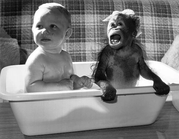 An Orang-utan having a bath with a baby. October 1984