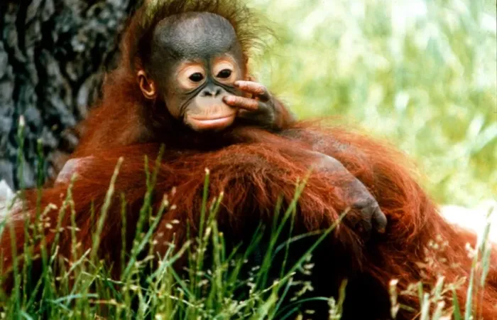 Framed Print : Orang-Utan Lola and baby Jorong picking its nose at Chester Zoo. November 1995