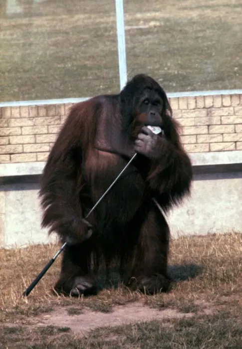 Framed Print : Orang-Utang Sabbah in Blackpool Zoo July 1979 A©Mirrorpix Framed Print : Orang-Utang Sabbah in Blackpool Zoo July 1979 A©Mirrorpix