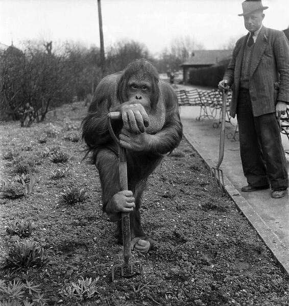 An Orang Utang seen here at London Zoo. April 1954 D3352-003
