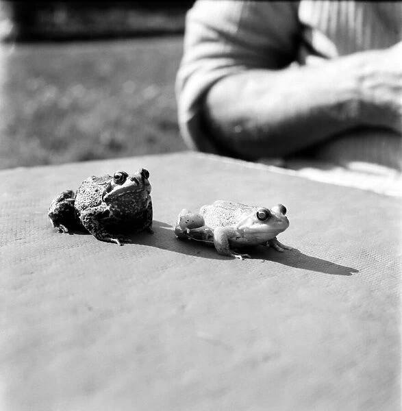 Orange frogs on a garaden table April 1975 75-2149-001