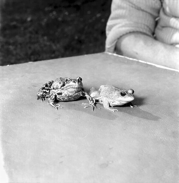Orange frogs on a garaden table April 1975 75-2149-012