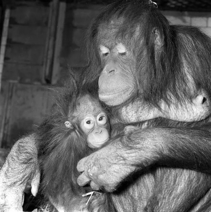 Framed Print : Orangutan with baby Framed Print : Orangutan with baby