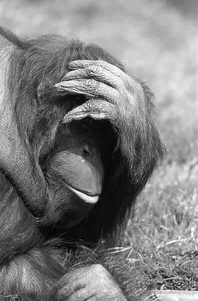 Orangutan, laying on grass in hot weather, Chester Zoo, 20th May 1989