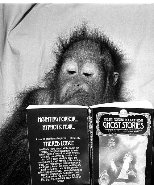 An Orangutan reading ghost stories. 20th November 1980