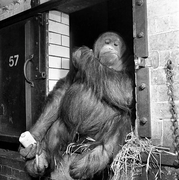 Orangutan seen here using make-up. March 1953 D1219-003