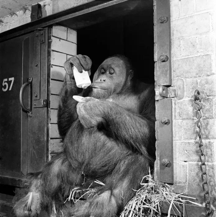 Framed Print : Orangutan seen here using make-up. March 1953 D1219-003 Framed Print : Orangutan seen here using make-up. March 1953 D1219-003