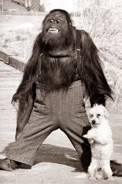 Orangutan wearing trousers and braces with a little white terrier