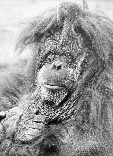 One of the orangutans at Dudley Zoo having a bad hair day