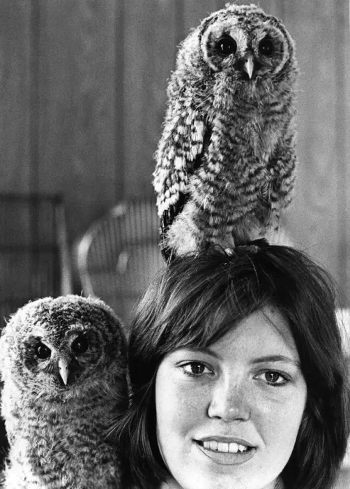 Framed Print : These orphaned baby Tawny Owls have decided to use their rescuer as their perch Framed Print : These orphaned baby Tawny Owls have decided to use their rescuer as their perch