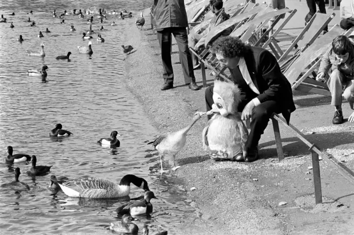 Framed Print : Orville and Ducks: Keith Harriss duck Orville had breakfast with some feathered
