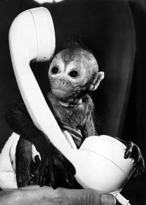 Framed Print : oscar, a seven-week-old spider monkey at Kilverstone Wildlife Park in Norfolk dwarfed by