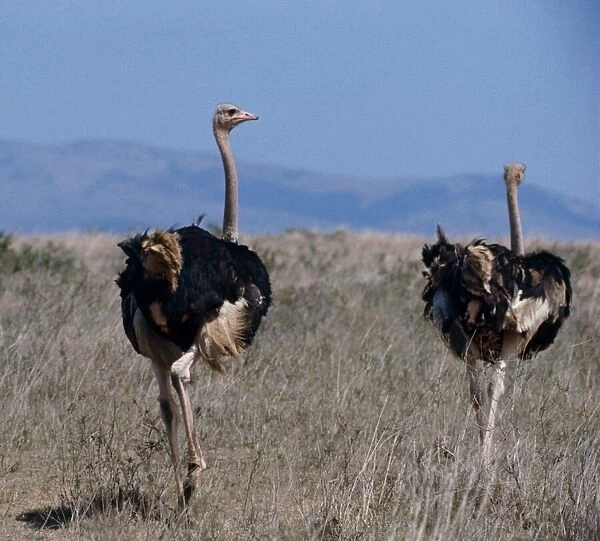 Ostriches, Nairobi Game Park, Kenya, Africa February 1971
