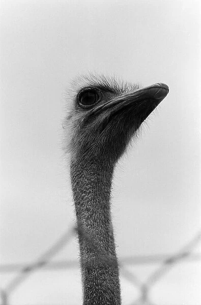 Oswald the Ostrich at Marwell Zoological Park. 8th April 1976