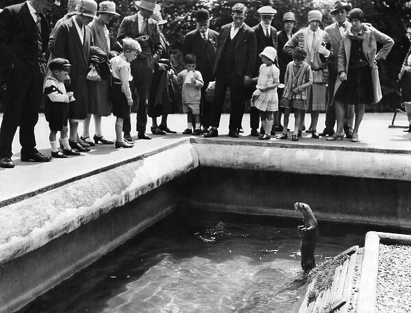 An otter does a little begging in a zoo. 5th July 1928
