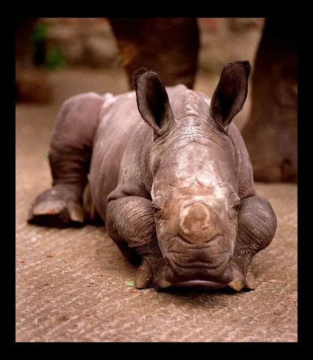 Framed Print : Otze the Rhinocerous born at Edinburgh Zoo June 1998 Framed Print : Otze the Rhinocerous born at Edinburgh Zoo June 1998