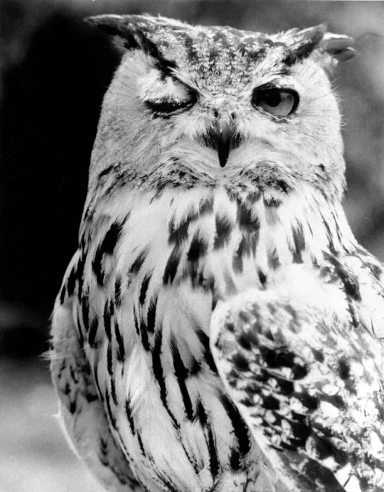 Framed Print : This owl has its own ways of trying to find a partner - by a suggestive wink with its eye Framed Print : This owl has its own ways of trying to find a partner - by a suggestive wink with its eye