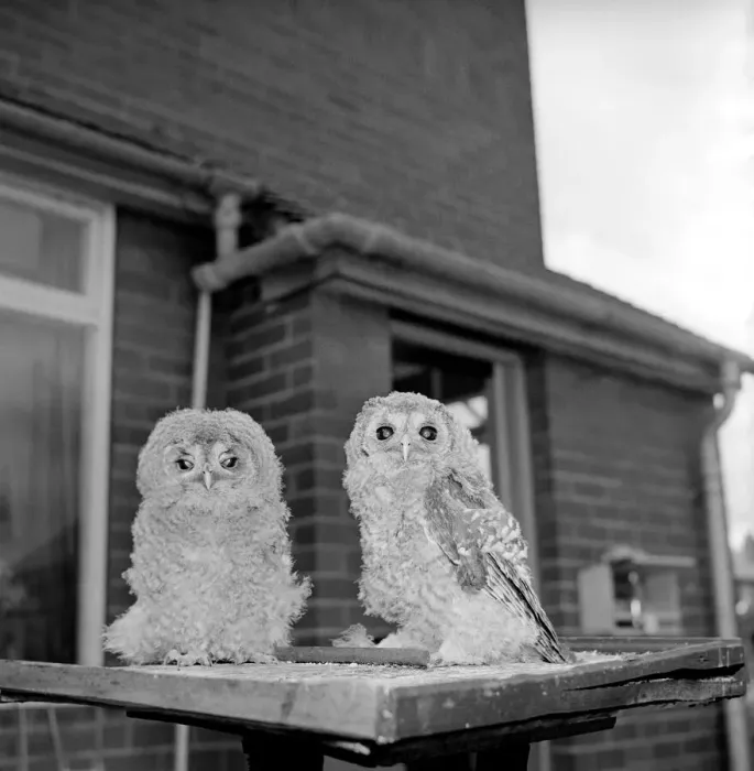 Framed Print : Owls. June 1960 M4501-001