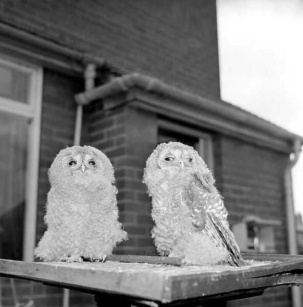 Owls. June 1960 M4501-005