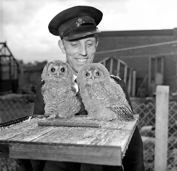 Owls. June 1960 M4501