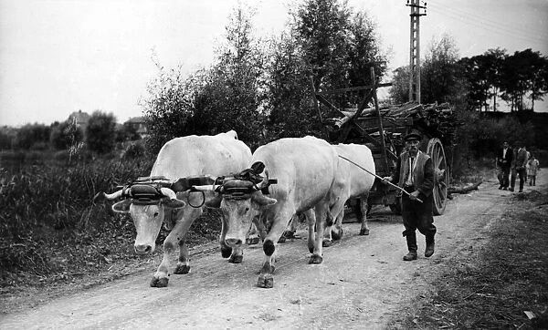 An Oxen drawn cart, France. September 1944