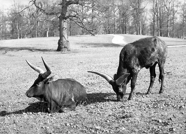 Oxen at Lowther Wild Life Park