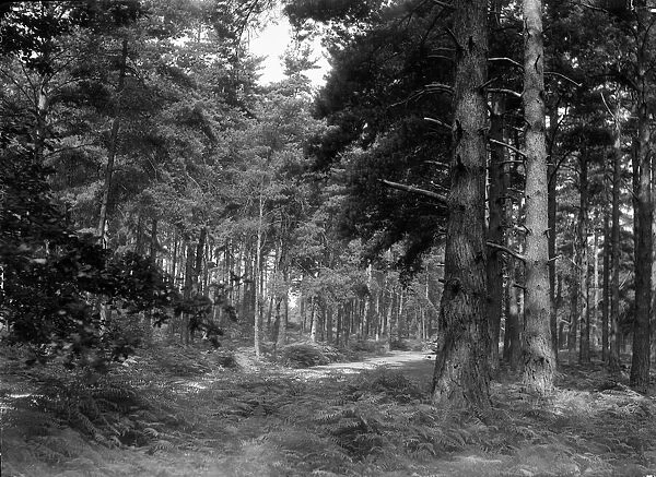 Oxshott Wood. Circa August 1936