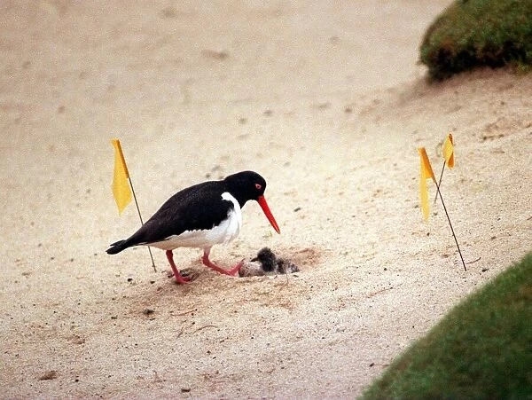 Oystercatcher nesting in 18th green bunker July 1999 at Loch Lomond Golf Course just a