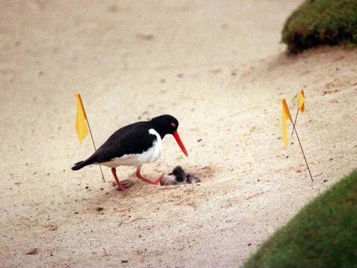 Framed Print : Oystercatcher nesting in 18th green bunker July 1999 at Loch Lomond Golf Course just a Framed Print : Oystercatcher nesting in 18th green bunker July 1999 at Loch Lomond Golf Course just a