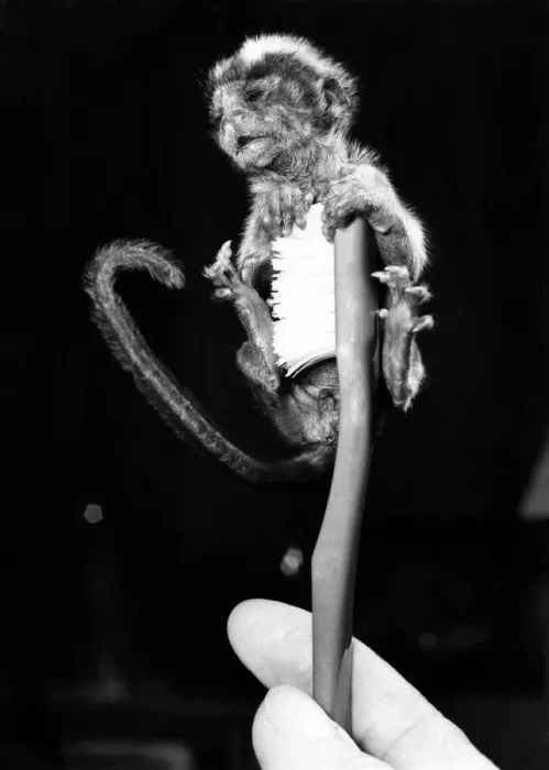 Framed Print : Oz, a tiny cotton top monkey at a Norfolk zoo perches atop a tooth brush Framed Print : Oz, a tiny cotton top monkey at a Norfolk zoo perches atop a tooth brush